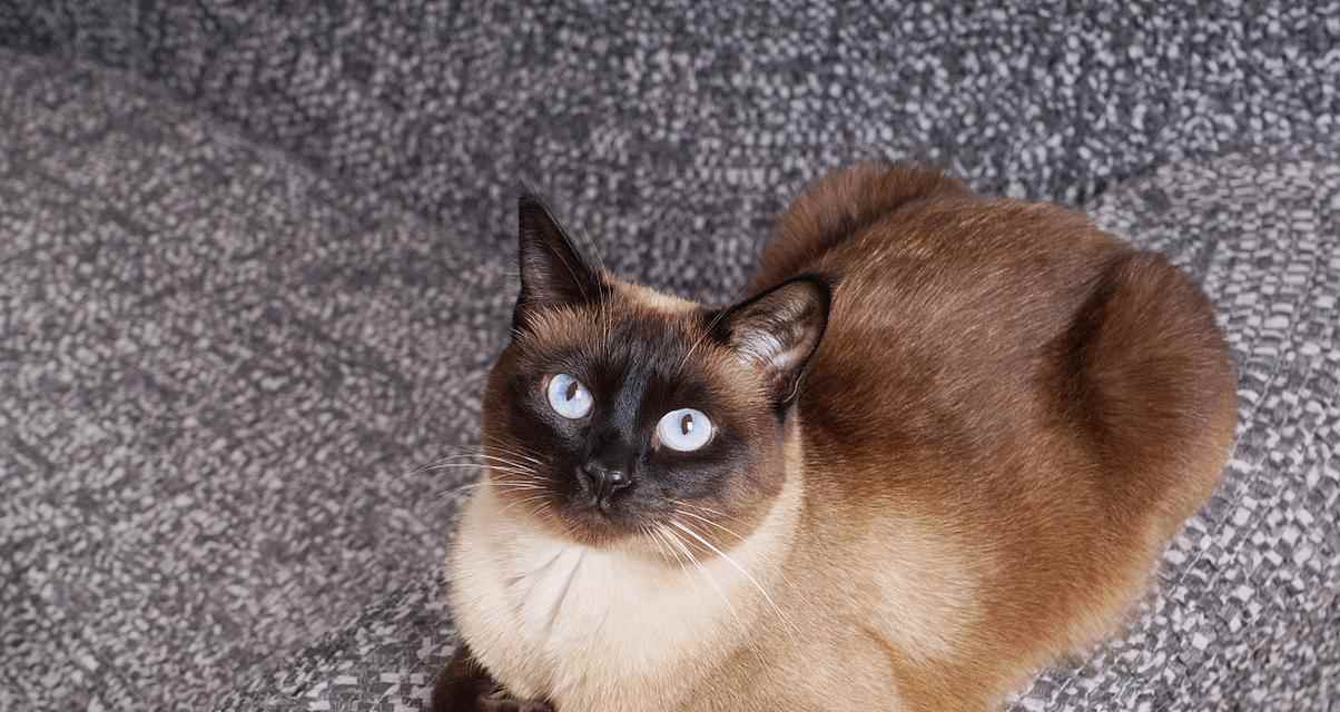 泰国猫的神秘魅力：古老猫种的外貌特征与性格特点全面解析