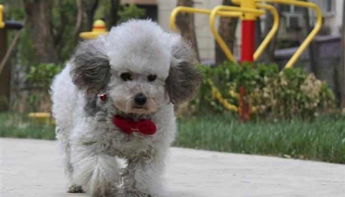 贵宾犬毛发变白原因揭秘：年龄基因遗传等多重因素影响