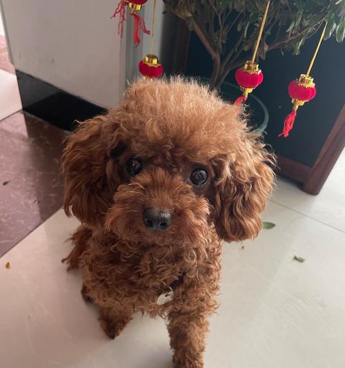 泰迪犬毛色大全：16种不同颜色特征解析