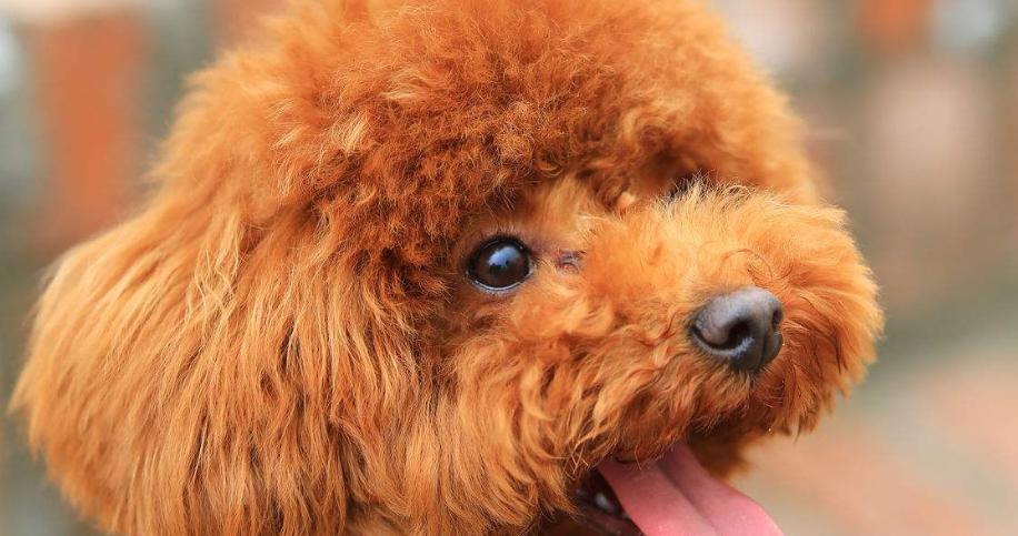 泰迪犬毛色大全：16种不同颜色特征解析