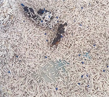 墨墨班长高粱混合猫砂测评:除臭效果出色但价格偏高 墨墨班长高粱混合猫砂测评:除臭效果出色但价格偏高