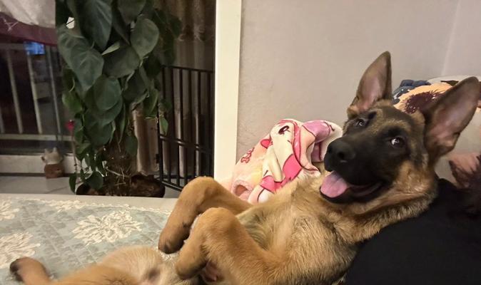 狗狗坐姿解读指南：15种常见坐姿背后的深层含义