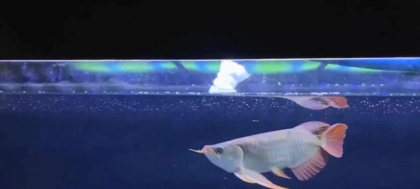 龙鱼水质要求全攻略:打造适宜生长的理想水环境 龙鱼水质要求全攻略:打造适宜生长的理想水环境