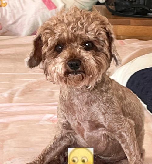 狗狗坐姿解读指南：15种常见坐姿背后的深层含义