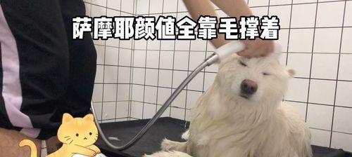 萨摩犬咬人原因分析及预防措施全解