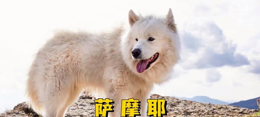 萨摩犬咬人原因分析及预防措施全解