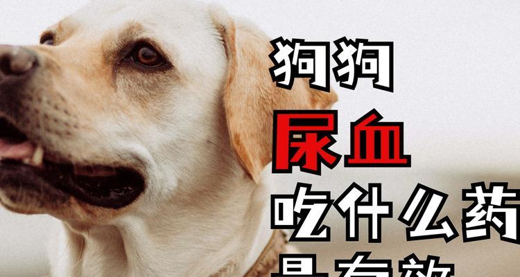狗狗例假期饮食护理全攻略：15个关键要点助爱犬健康度过特殊时期