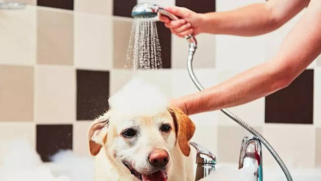 狗幼仔洗澡时间指南：满月后开始的15个护理要点