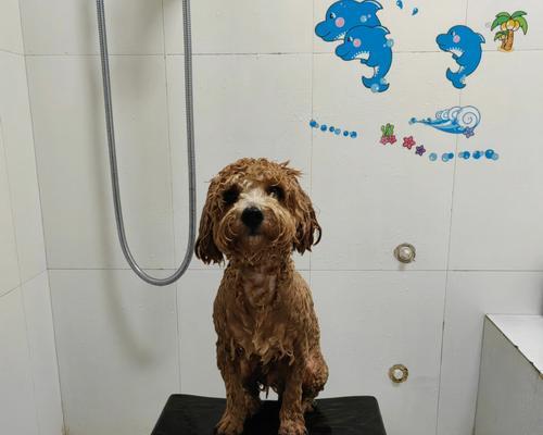 狗幼仔洗澡时间指南：满月后开始的15个护理要点