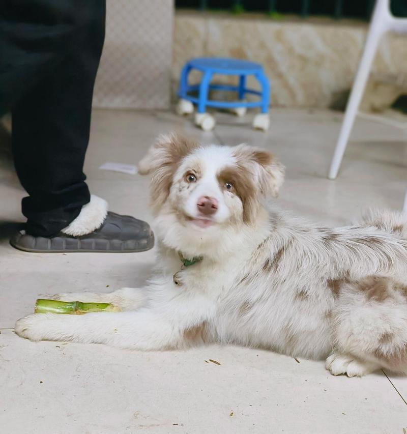 边牧眼睛红的12大原因及解决方法,保护爱犬视力健康 边牧眼睛红的12大原因及解决方法,保护爱犬视力健康