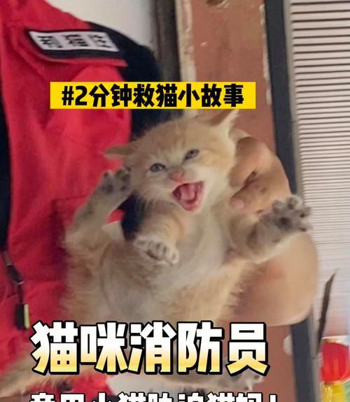猫咪乳糖不耐受?豆奶替代猫奶的健康选择指南 猫咪乳糖不耐受?豆奶替代猫奶的健康选择指南