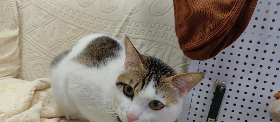 小猫夜里不停叫的原因分析及有效解决方法