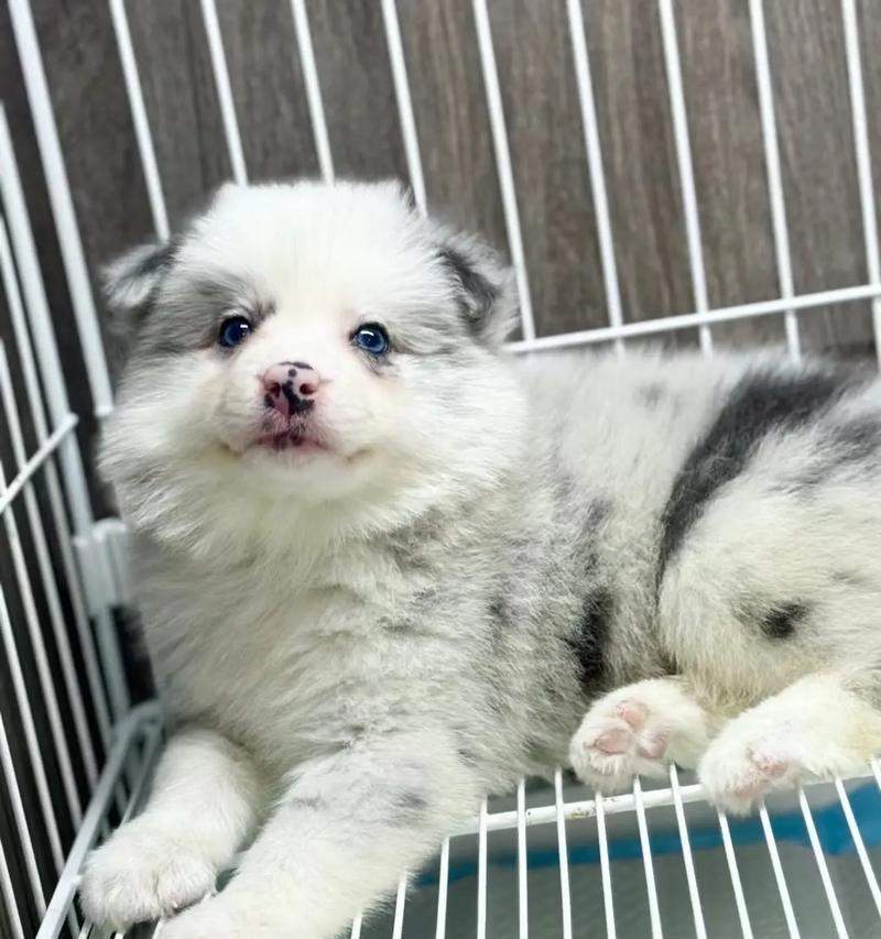 边牧眼睛红的12大原因及解决方法,保护爱犬视力健康 边牧眼睛红的12大原因及解决方法,保护爱犬视力健康