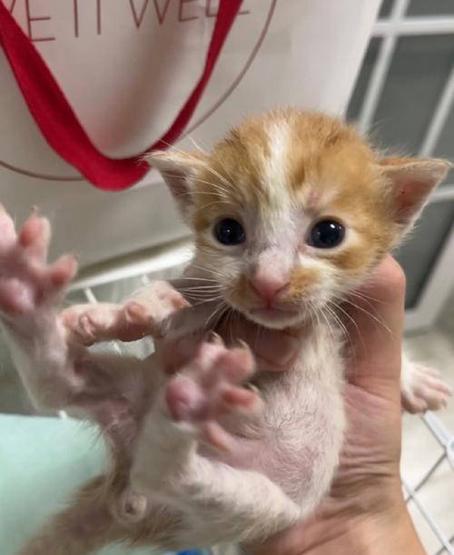 小猫夜里不停叫的原因分析及有效解决方法