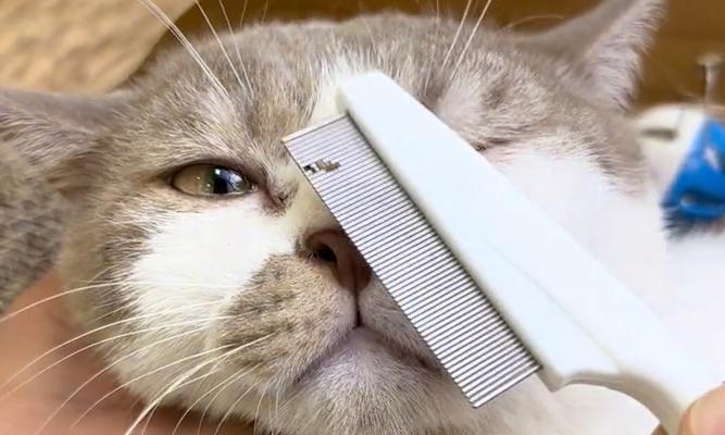 猫咪梳毛的15大好处及正确护理方法