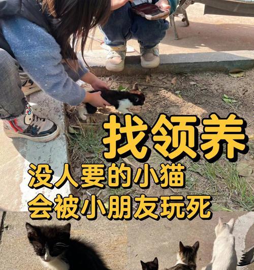猫咪乳糖不耐受?豆奶替代猫奶的健康选择指南 猫咪乳糖不耐受?豆奶替代猫奶的健康选择指南