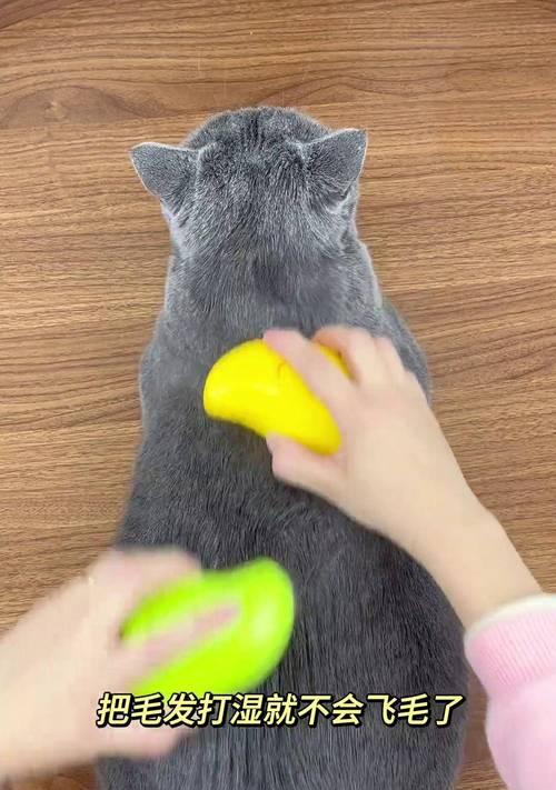 猫咪梳毛的15大好处及正确护理方法