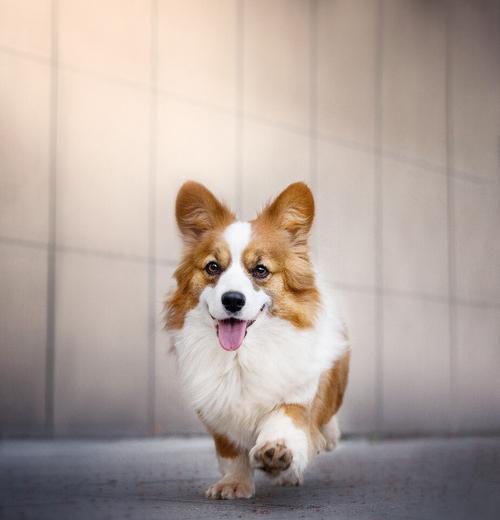 博美犬不能吃的食物清单，15种常见禁忌食品危害健康