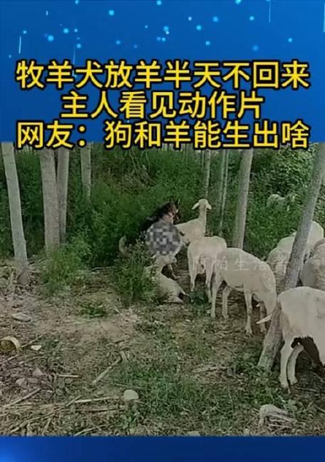 牧羊犬为什么是放羊的理想助手：智力与本能的完美结合