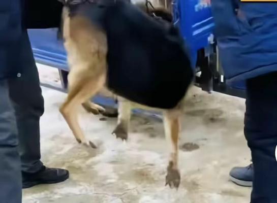 牧羊犬为什么是放羊的理想助手：智力与本能的完美结合