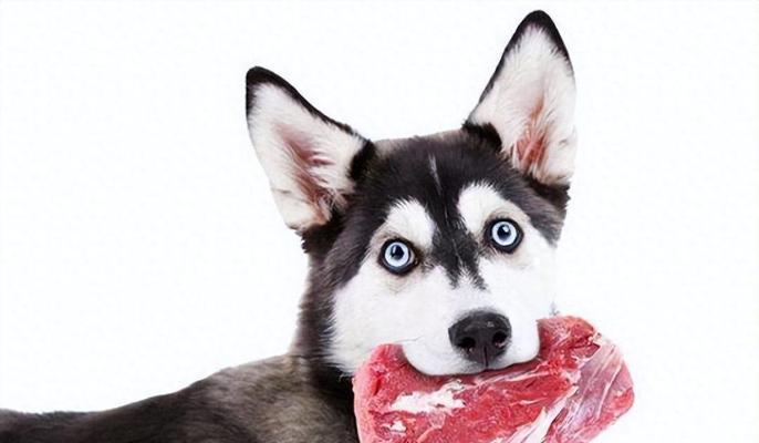 小狗狗40天内饮食指南：从母乳到固体食物的营养搭配