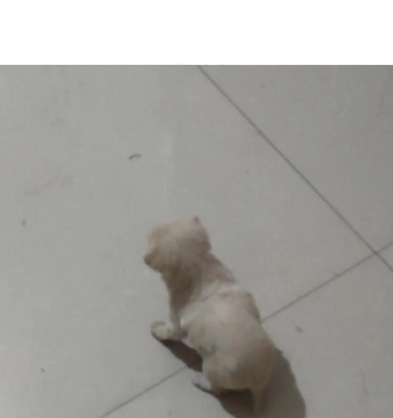 小狗狗40天内饮食指南：从母乳到固体食物的营养搭配