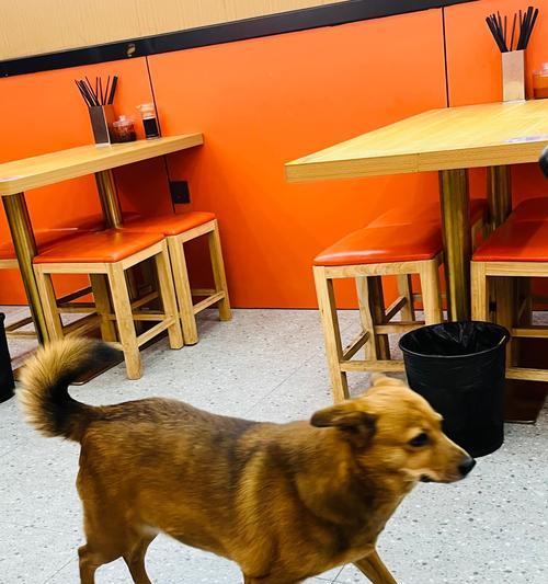 小狗狗40天内饮食指南：从母乳到固体食物的营养搭配