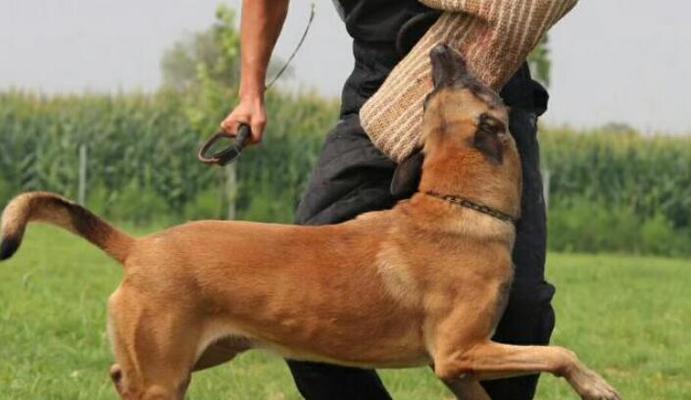 杜高犬猎物范围全解析：从小型野兔到大型兽类的狩猎能力