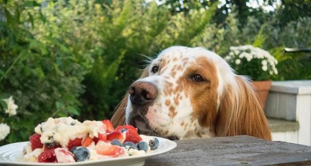 新生狗狗饮食指南：科学喂养让幼犬健康成长