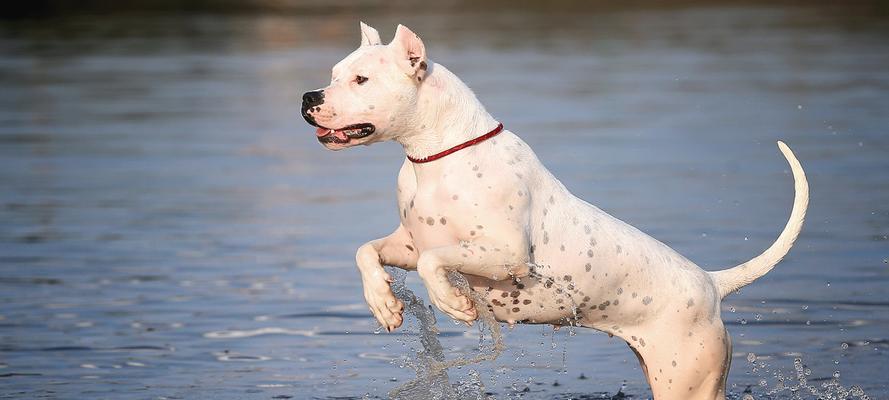 杜高犬猎物范围全解析：从小型野兔到大型兽类的狩猎能力