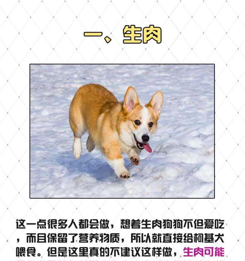 新生狗狗饮食指南：科学喂养让幼犬健康成长