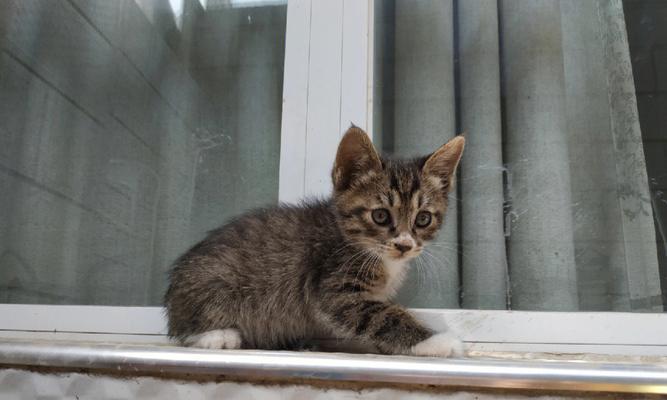 三色狸花猫品种特点全解析:独特毛色与温顺性格魅力 三色狸花猫品种特点全解析:独特毛色与温顺性格魅力