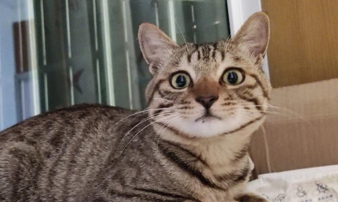 三色狸花猫品种特点全解析:独特毛色与温顺性格魅力 三色狸花猫品种特点全解析:独特毛色与温顺性格魅力