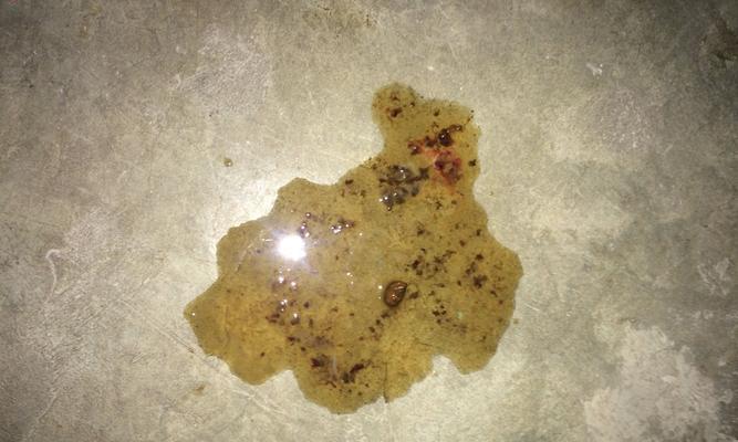 细小便便的生态价值与科学奥秘解析