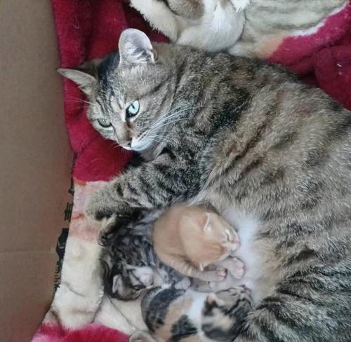 三色狸花猫品种特点全解析:独特毛色与温顺性格魅力 三色狸花猫品种特点全解析:独特毛色与温顺性格魅力