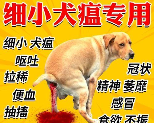 狗狗犬瘟腹泻治疗全攻略：药物治疗与饮食调理方法