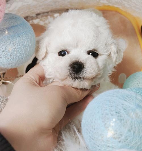 40天小狗喂养指南：科学饮食让幼犬健康成长