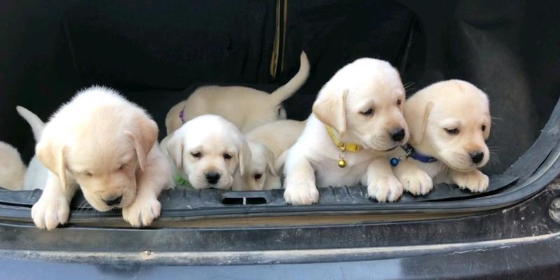 40天小狗喂养指南：科学饮食让幼犬健康成长