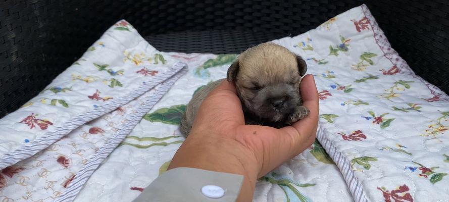 40天小狗喂养指南：科学饮食让幼犬健康成长