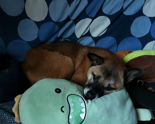 中华田园梗为什么火?解析网络现象背后的情感共鸣与文化内涵 中华田园梗为什么火?解析网络现象背后的情感共鸣与文化内涵