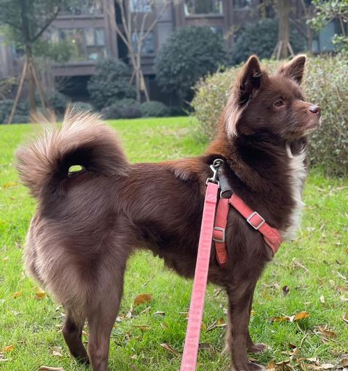 中华田园梗为什么火?解析网络现象背后的情感共鸣与文化内涵 中华田园梗为什么火?解析网络现象背后的情感共鸣与文化内涵