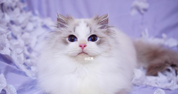 双色眼睛猫的神秘魅力:基因成因与养护全攻略 双色眼睛猫的神秘魅力:基因成因与养护全攻略