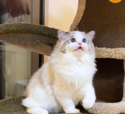 双色眼睛猫的神秘魅力:基因成因与养护全攻略 双色眼睛猫的神秘魅力:基因成因与养护全攻略