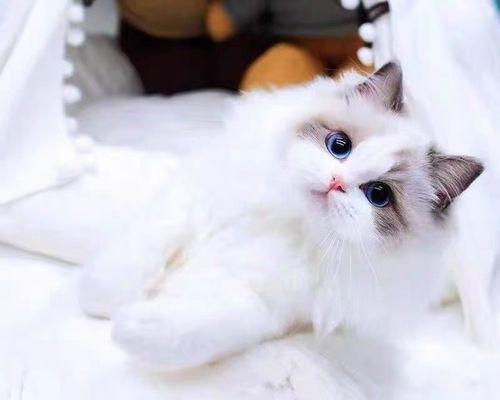 双色眼睛猫的神秘魅力:基因成因与养护全攻略 双色眼睛猫的神秘魅力:基因成因与养护全攻略