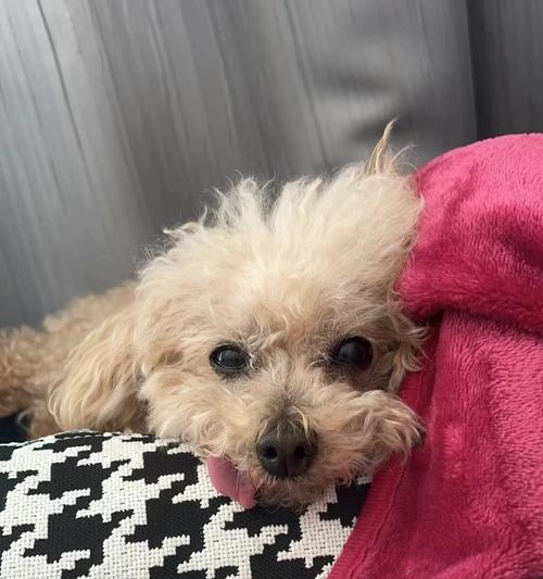 泰迪小狗呕吐怎么办?15个营养恢复方案助你解决喂养难题 泰迪小狗呕吐怎么办?15个营养恢复方案助你解决喂养难题