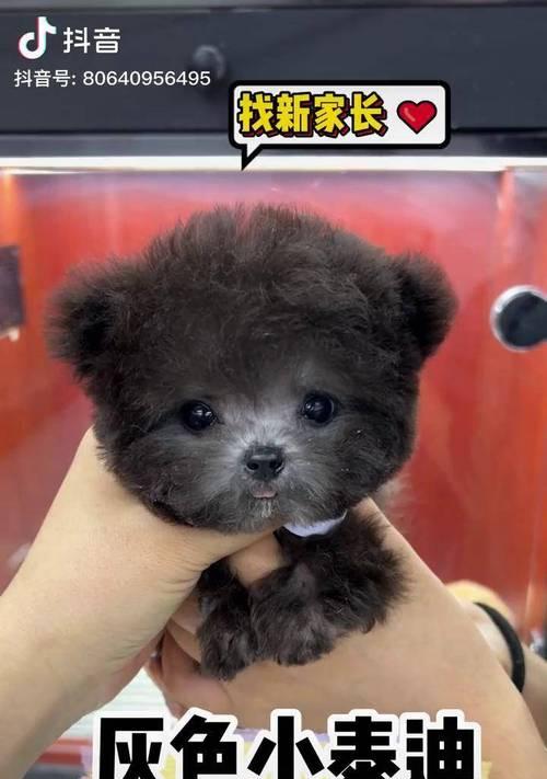 泰迪小狗呕吐怎么办?15个营养恢复方案助你解决喂养难题 泰迪小狗呕吐怎么办?15个营养恢复方案助你解决喂养难题