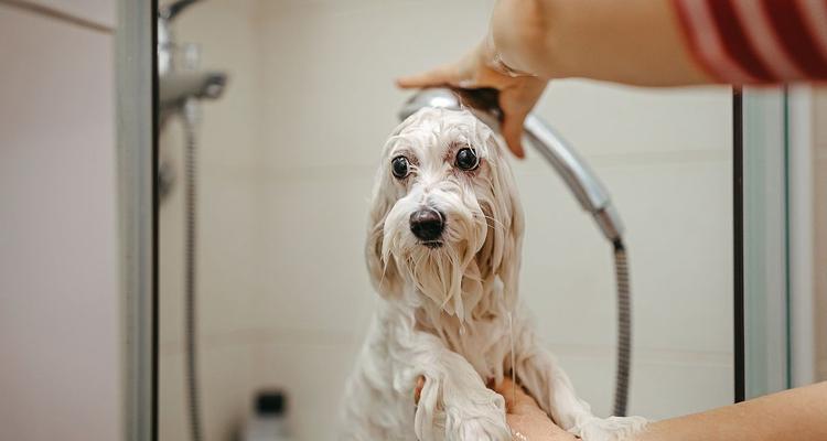 狗为什么有特殊气味？狗狗体味来源及处理方法详解