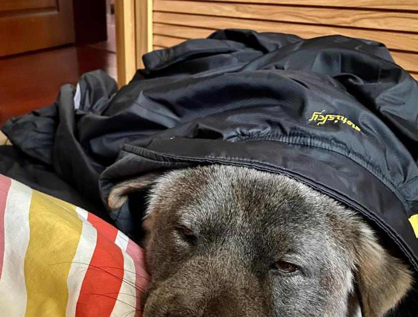 狗为什么有特殊气味？狗狗体味来源及处理方法详解