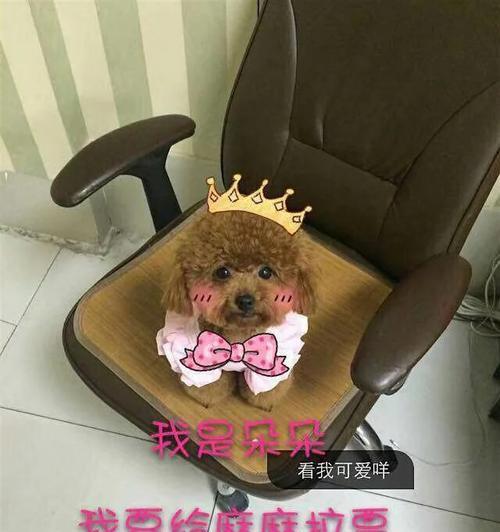 泰迪狗为什么总是舔地面？15个原因解析狗狗行为习惯