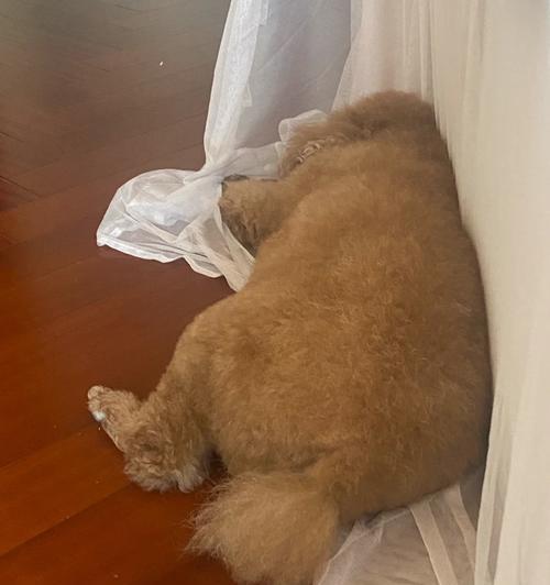 泰迪狗为什么总是舔地面？15个原因解析狗狗行为习惯